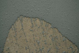 fussboden-professionell-verlegen-lassen